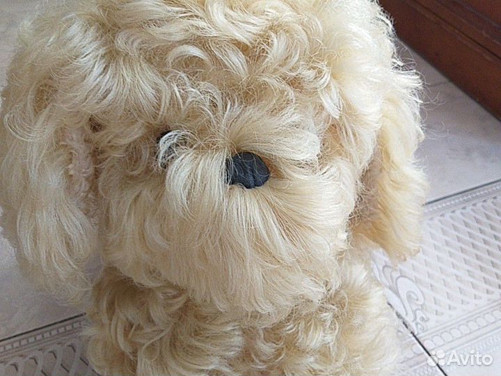 Сабака болонка