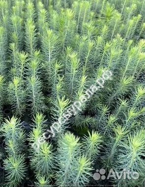 Сеянцы сосна ель зкс закрытая корневая система окс