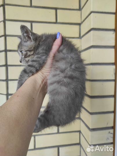 Нашла котёнка 1,5 мес. ласковый сидит в переноске