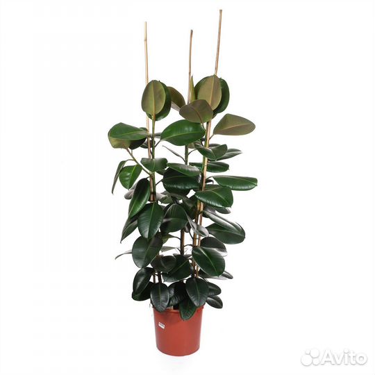 Неприхотливые растения