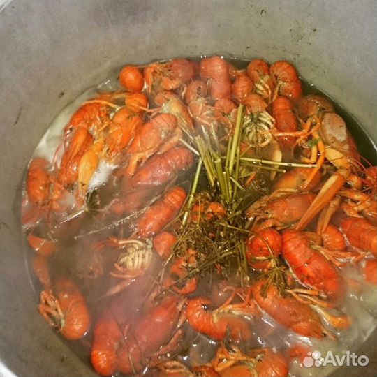 Раки Оптом и в Розницу