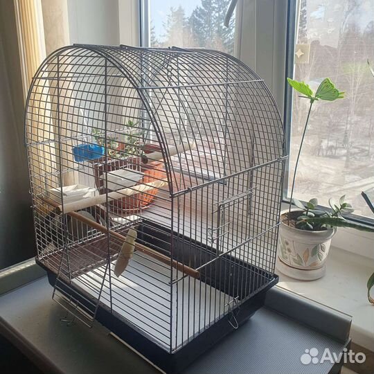 Клетка