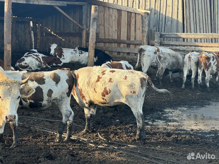 Продам телок 1 год