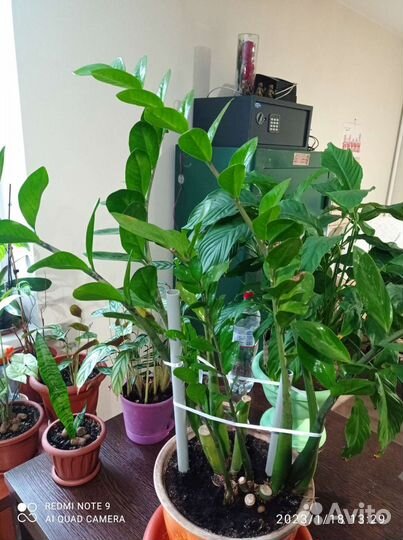 Замиокулькас