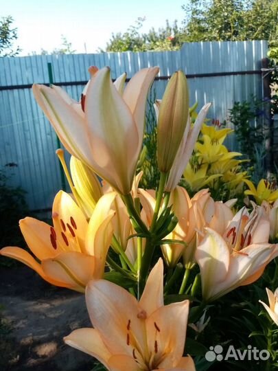 Продажа лилий и лилейников