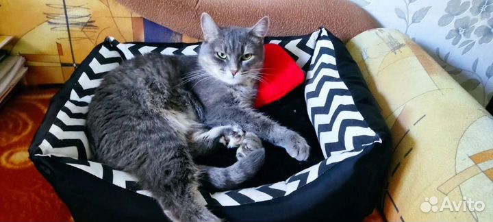 Передержка для животных