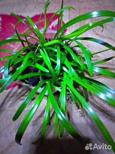 Гиппеаструм