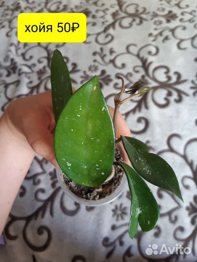 Цветы кактусы