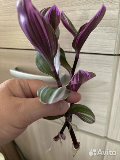 Традесканция нанук