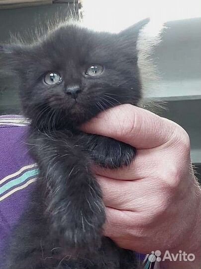 Котята бесплатно