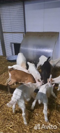 Скотник в фермерское хозяйство