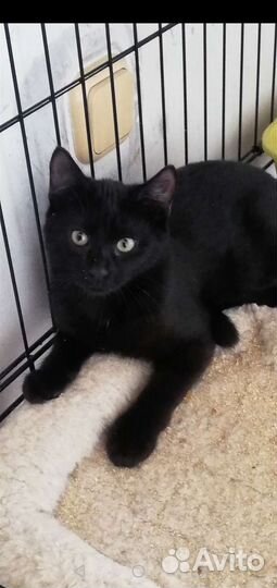 Кошечка Вупи