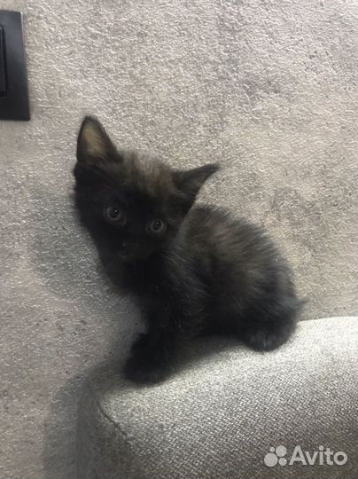 Котенок черненький