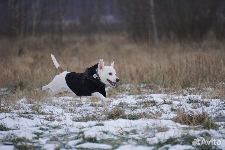 Вязка/случка Джек рассел