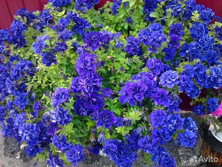 Рассада петунии махровой