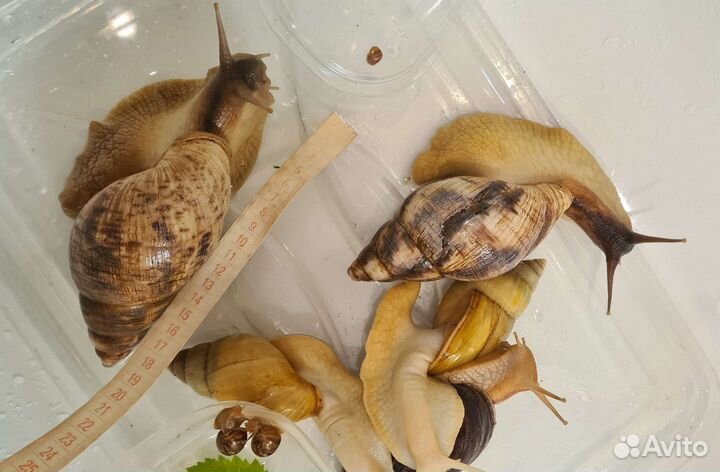 Улитка ахатина