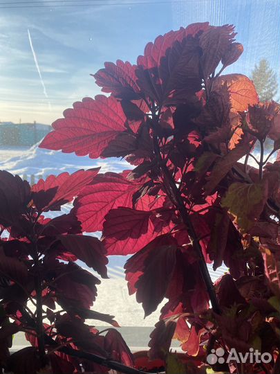 Колеус Фауст (Faust)