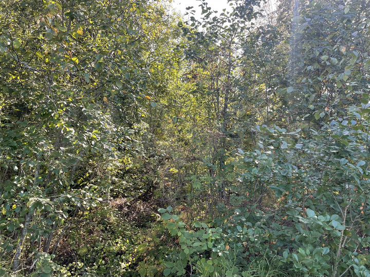 Участок 7,2 сот. (СНТ, ДНП)