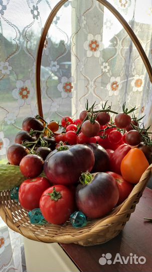 Рассада коллекционных томатов
