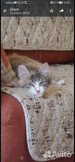 Кошка