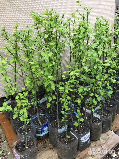 Саженцы гибискуса и других растений