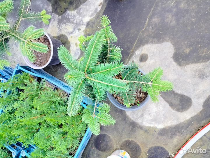 Пихта Нордмана