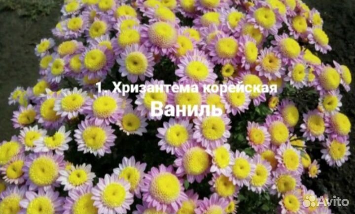 Хризантема, петуния, вербена