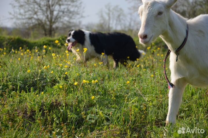 Пастух для вашей фермы бордер колли