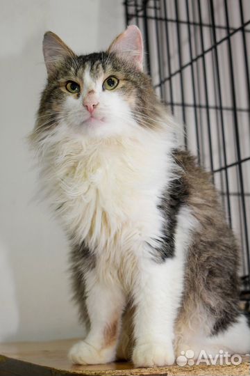 Кошка в дар