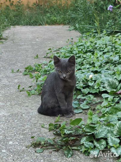 Котёнок в добрые руки девочка