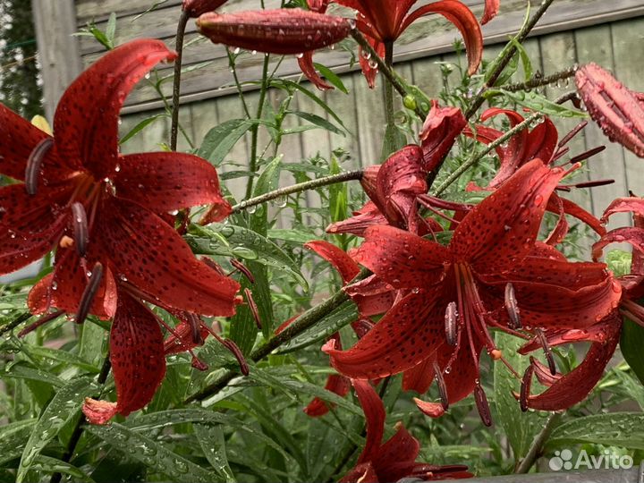 Лилия тигровая