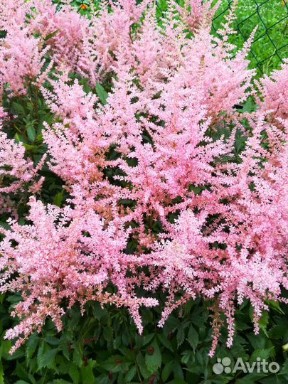 Астильбы 3 сорта