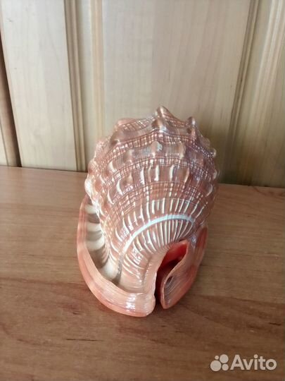 Ракушка морская большая