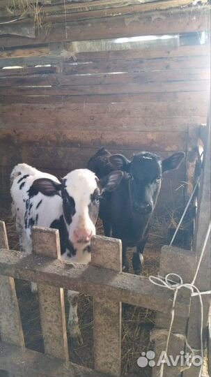 Коровы, бычки, телята