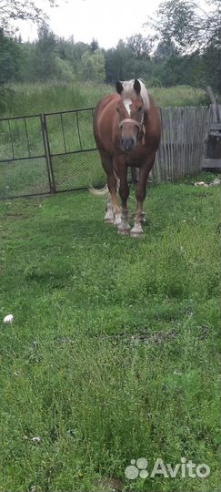 Продам лошадь
