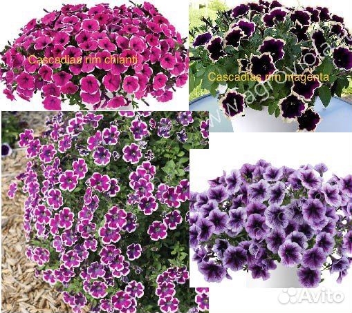 Вегетативная петуния