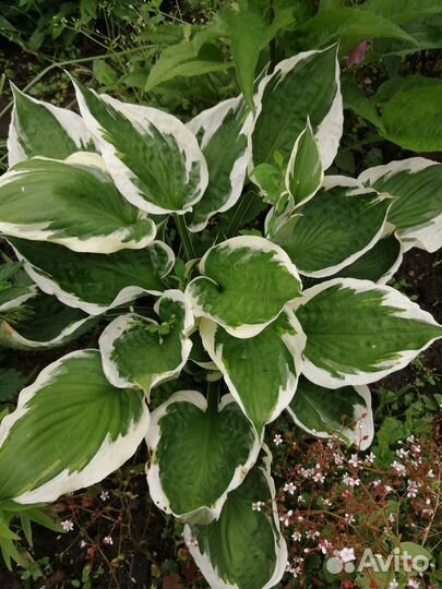 Многолетники(хосты, гейхеры, лапчатки.)