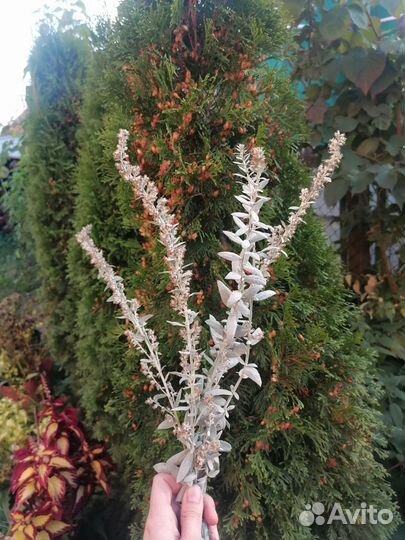 Пеннисетум лисий хвост и полынь сухоцветы