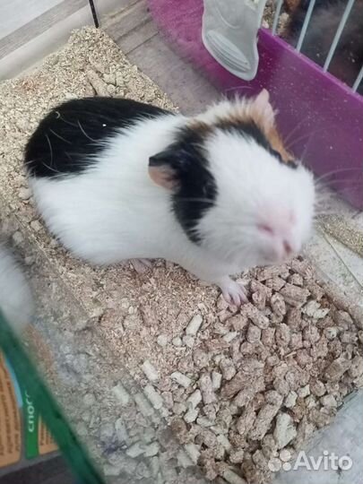 Морская свинка бесплатно