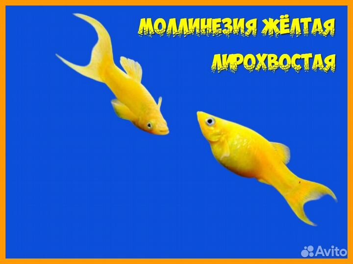 Коридорас золотистый, анубиас, моллинезия жёлтая