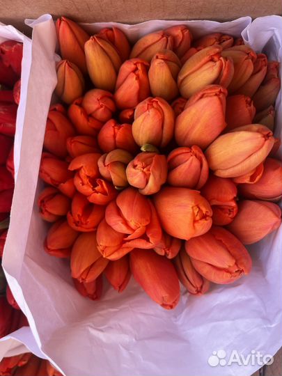 Тюльпаны на 8 Марта