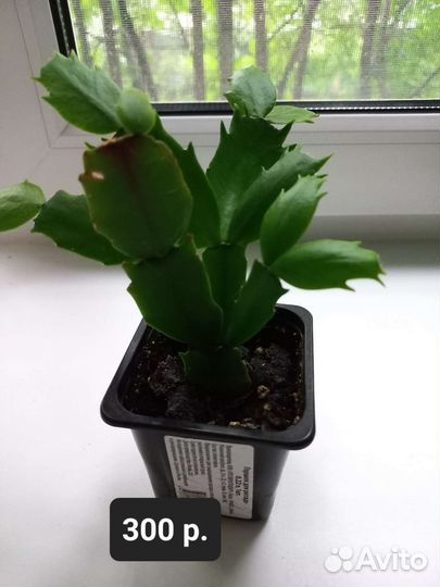 Декабрист белый