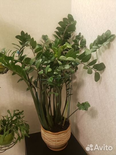 Замиокулькас