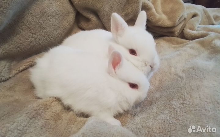 Декоративные карликовые кролики