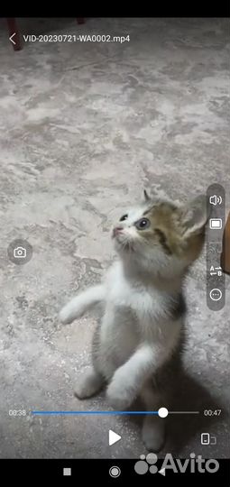 Котенок