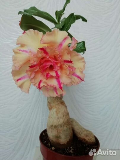 Адениум цветы комнатные