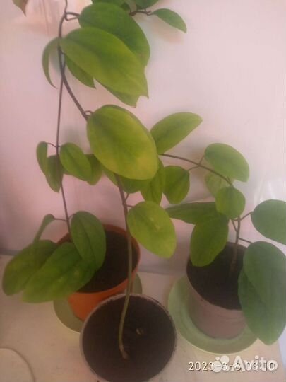 Клеродендрум томпсон