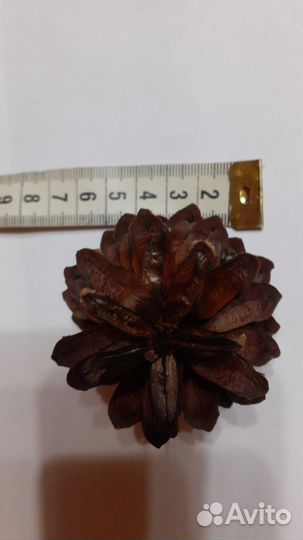 Шишки сосновые