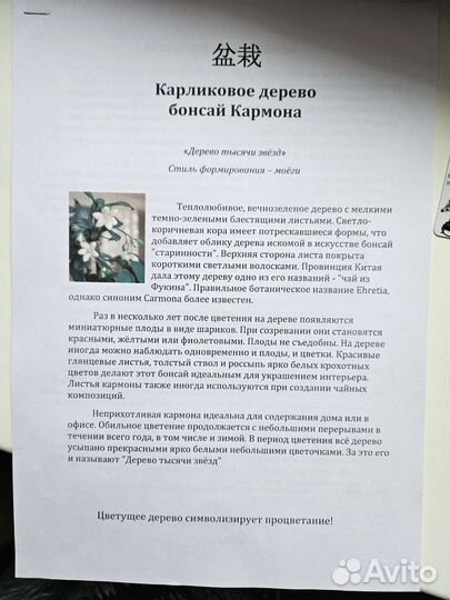 Дерево бонсай живое