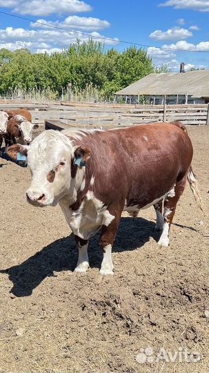 Бык герефорд на племя